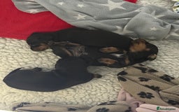 Miniature Dachshund dogs for sale: MINIATURE DACHSHUNDS  - Image 4