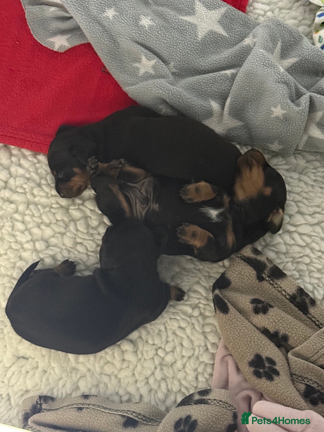 Miniature Dachshund dogs for sale: MINIATURE DACHSHUNDS  - Image 4