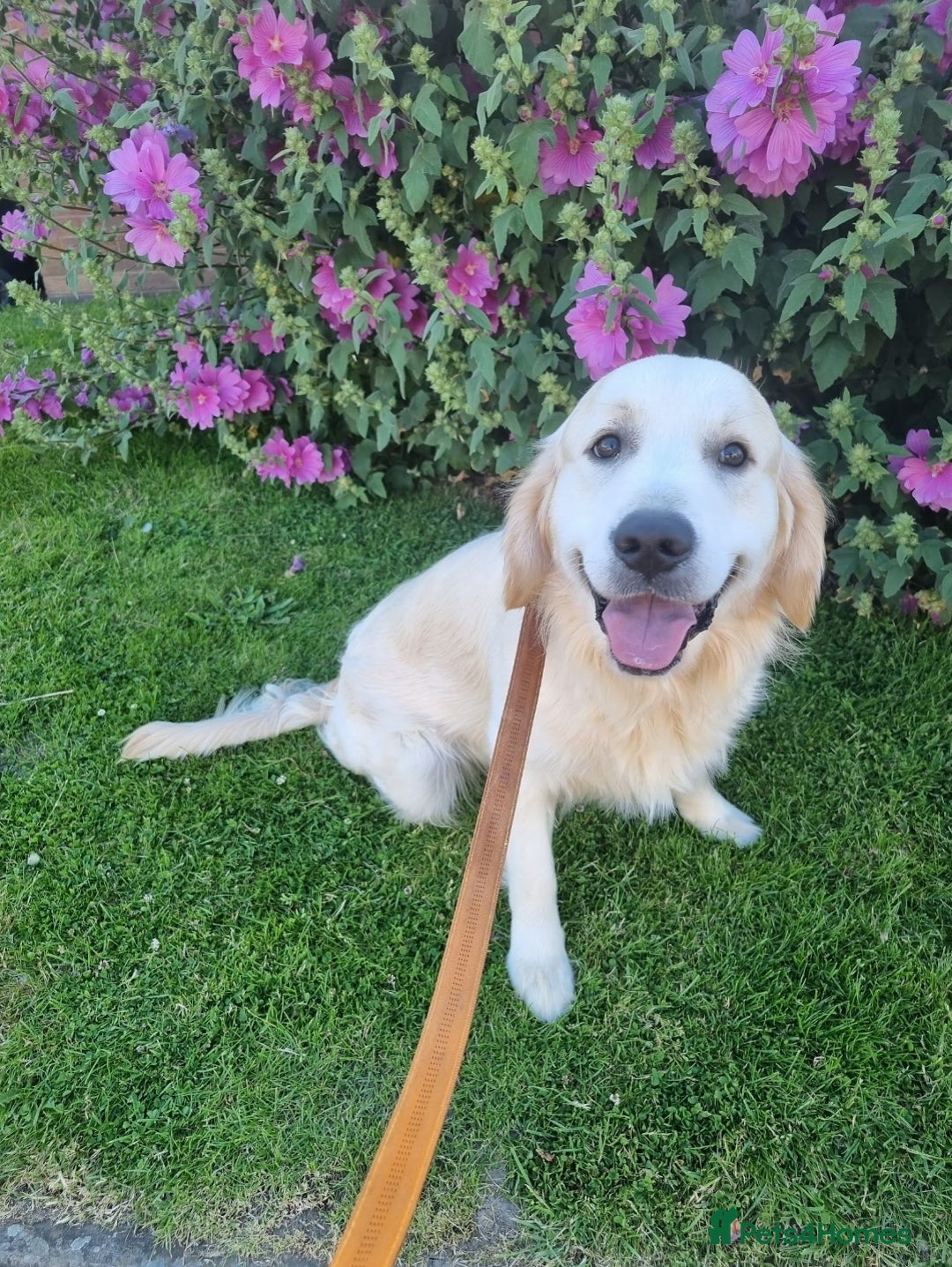Golden Retriever dogs for stud: Proven KC Golden Stud - Image 4