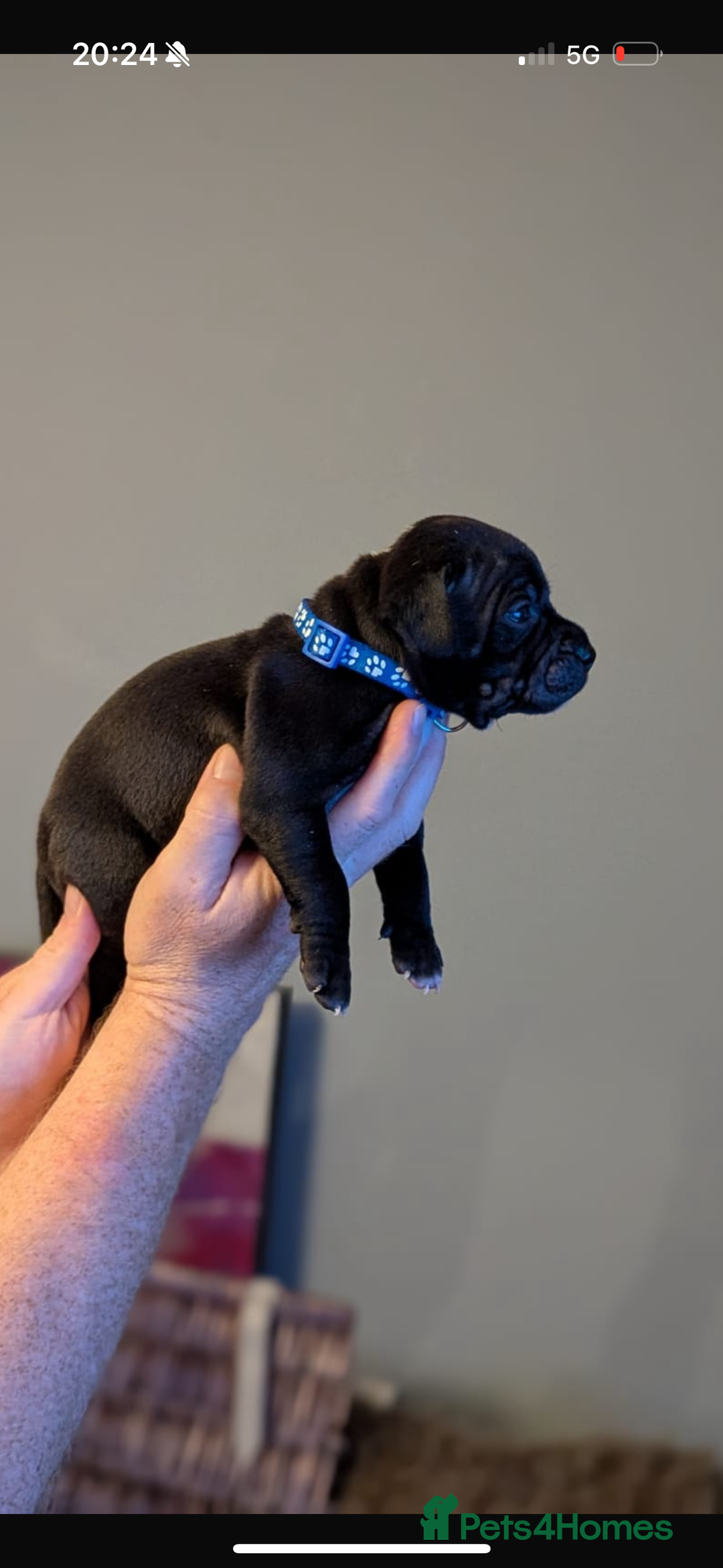 Staffordshire Bull Terrier dogs for sale: Staffordshire bull terrier Staffy staffie - Image 1