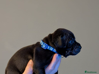 Staffordshire Bull Terrier dogs - Advert 1