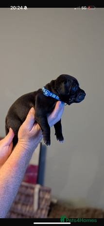 Staffordshire Bull Terrier dogs - Advert 3