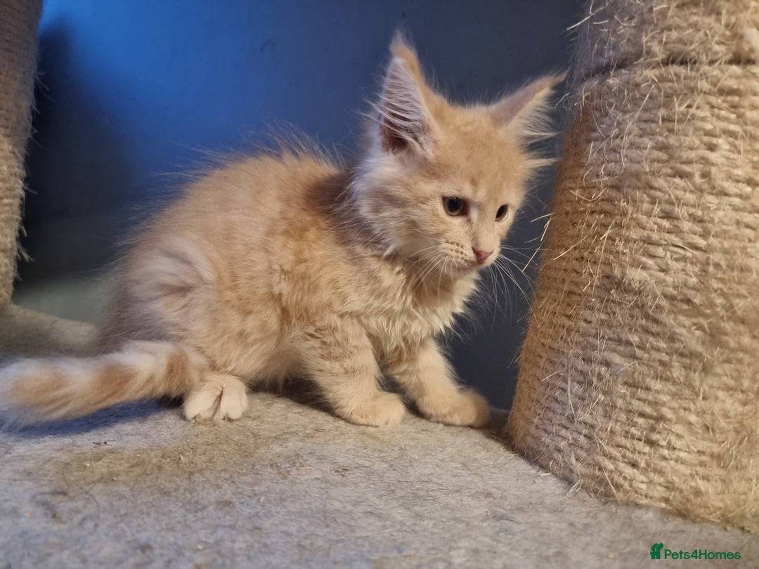 Maine Coon cats for sale: TICA REG.  Amazing kittens  - Image 27