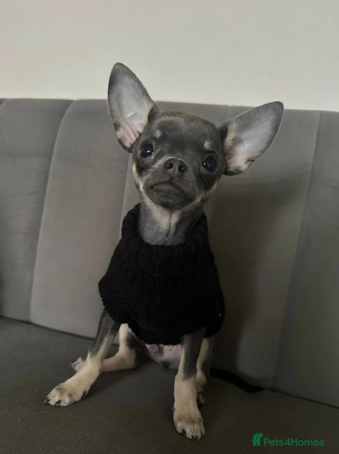 Chihuahua dogs for stud: 1.8kg TikTok star STUD DUTIES ⭐️ - Advert 9