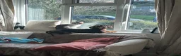 Miniature Dachshund dogs for sale: Miniature Dachshund  - Advert 4
