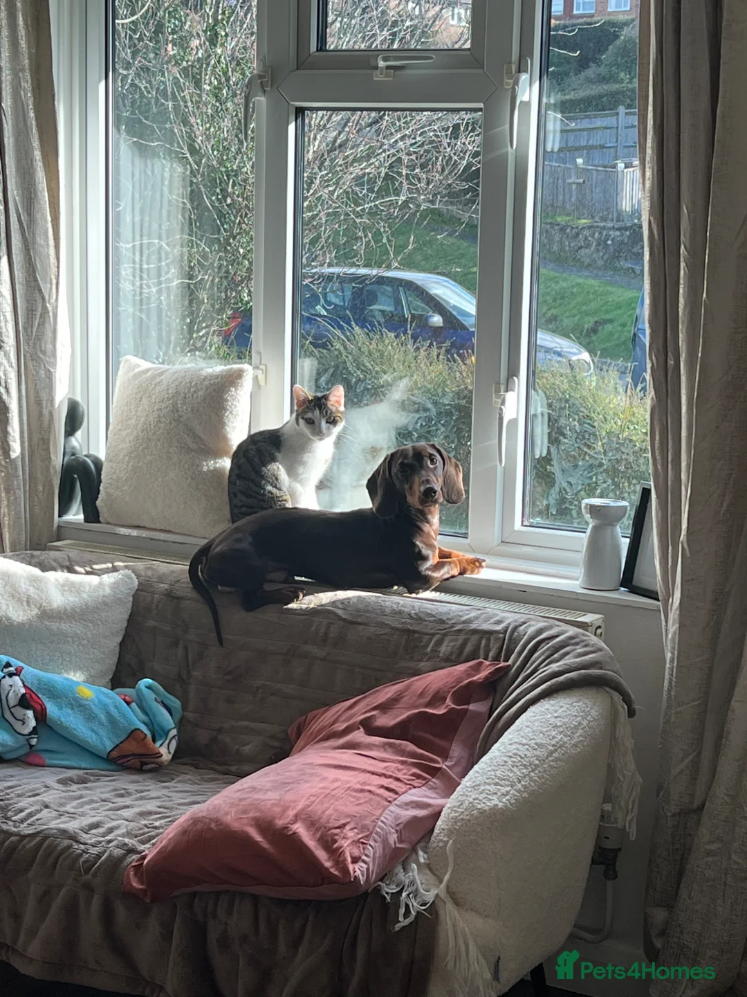 Miniature Dachshund dogs for sale: Miniature Dachshund  - Advert 4