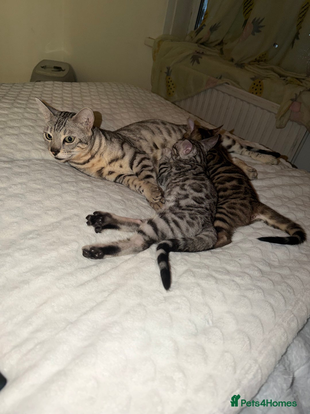 Bengal cats for sale: 🩶 BENGAL 🔥 KITTENS 🤍 TICA REGISTERED  - Advert 25