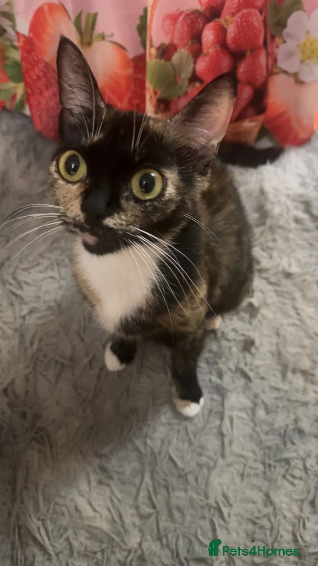 Mixed Breed cats for sale: 3 Beautiful Kittens For Sale in Chelmsford - Advert 2