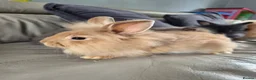 Mini Lion Lop rabbits for sale: (READY NOW) 9 LION LOPS - Advert 4