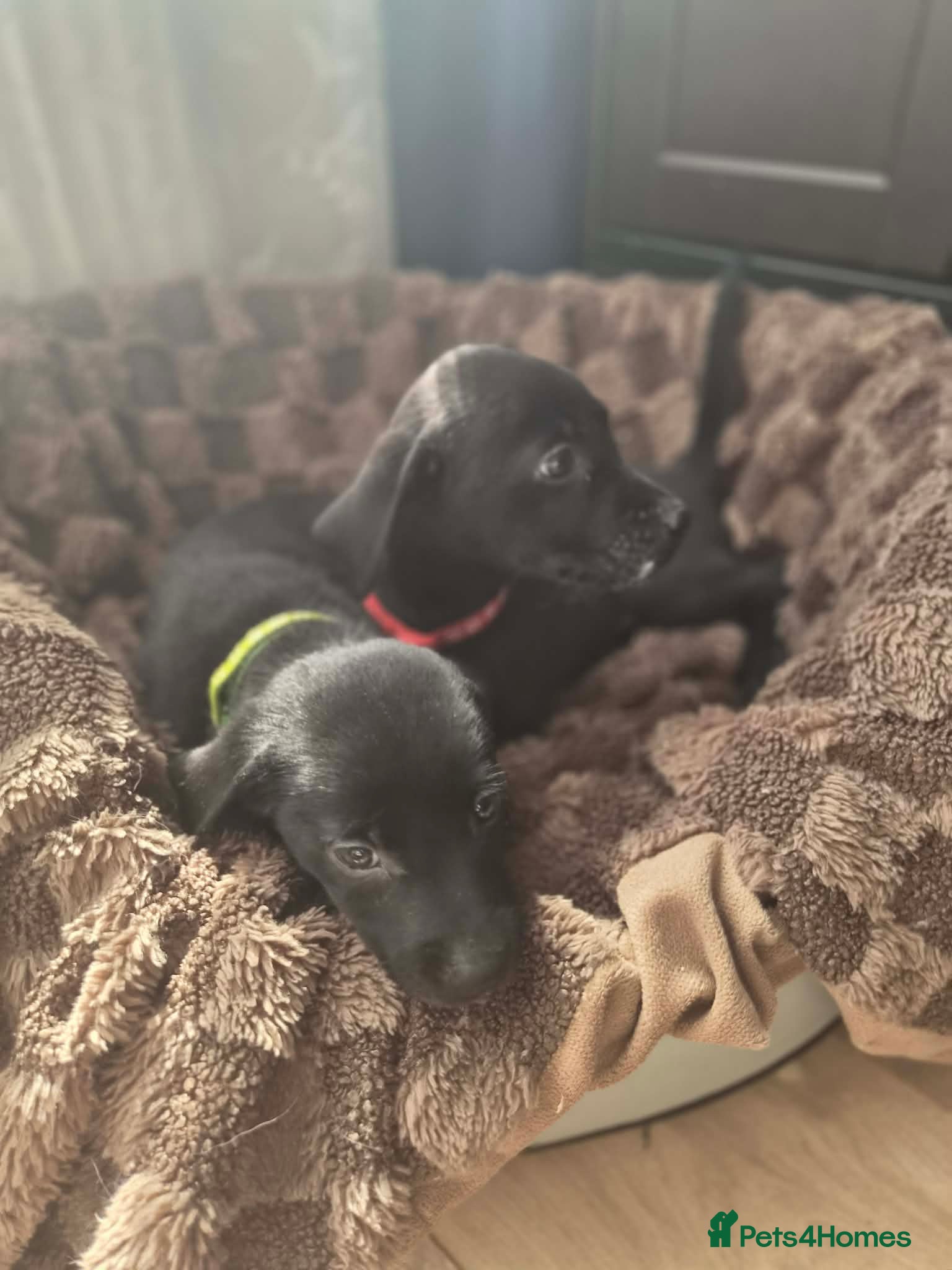 Labrador Retriever dogs KC registered Labrador Retriever puppies - Advert 2