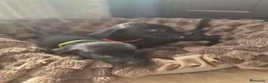 Labrador Retriever 5