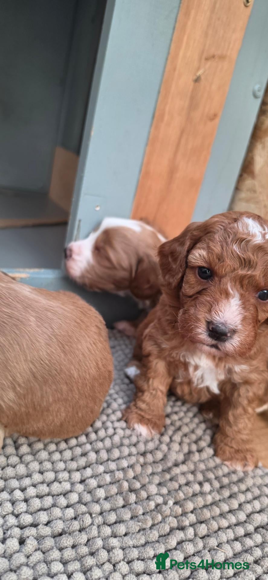 Cockapoo dogs for sale: Beautiful F1b Cockapoo Puppies – Caernarfon - Advert 1