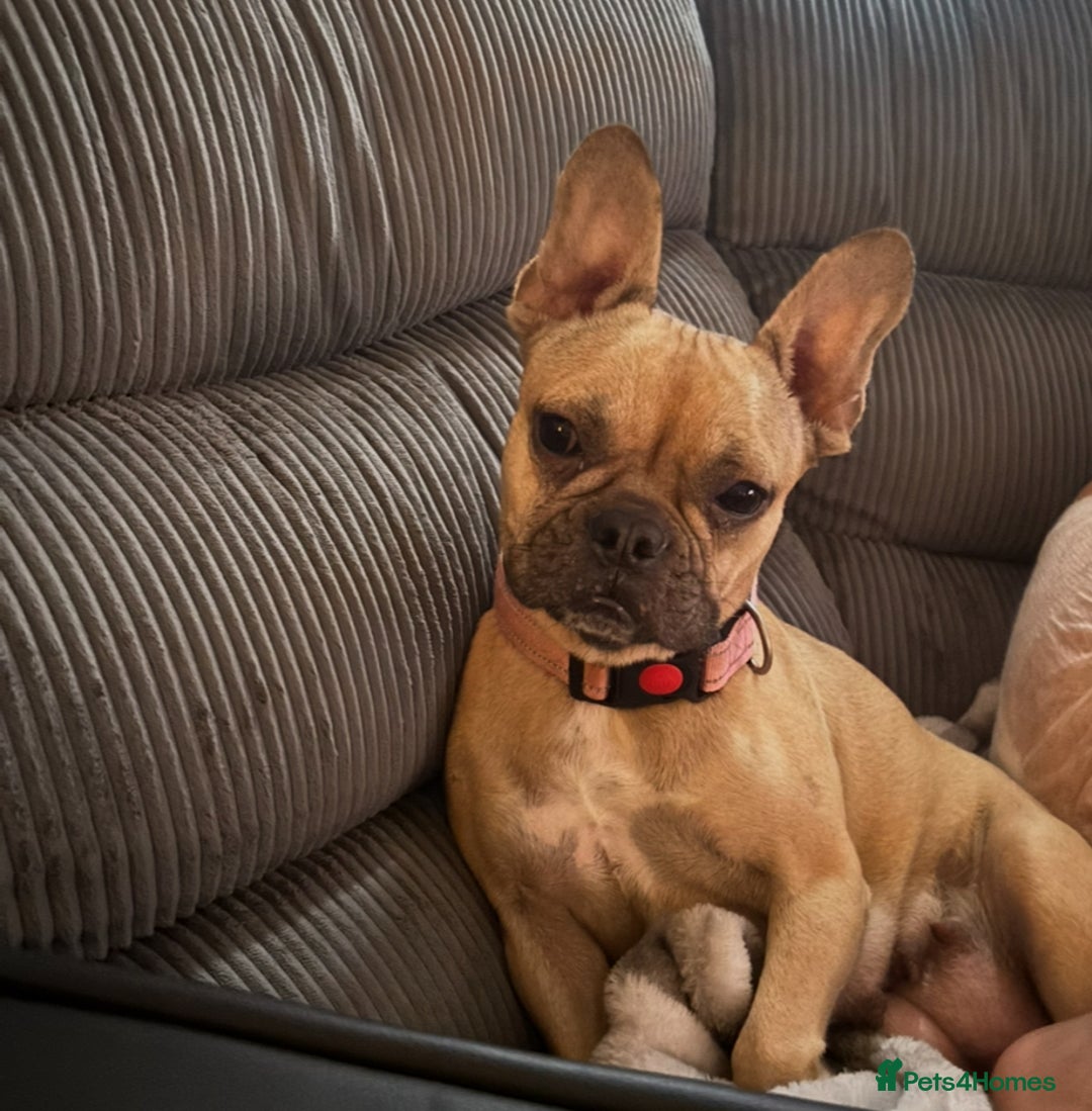 Frug dogs for sale: Brown Frug Boy - Advert 3