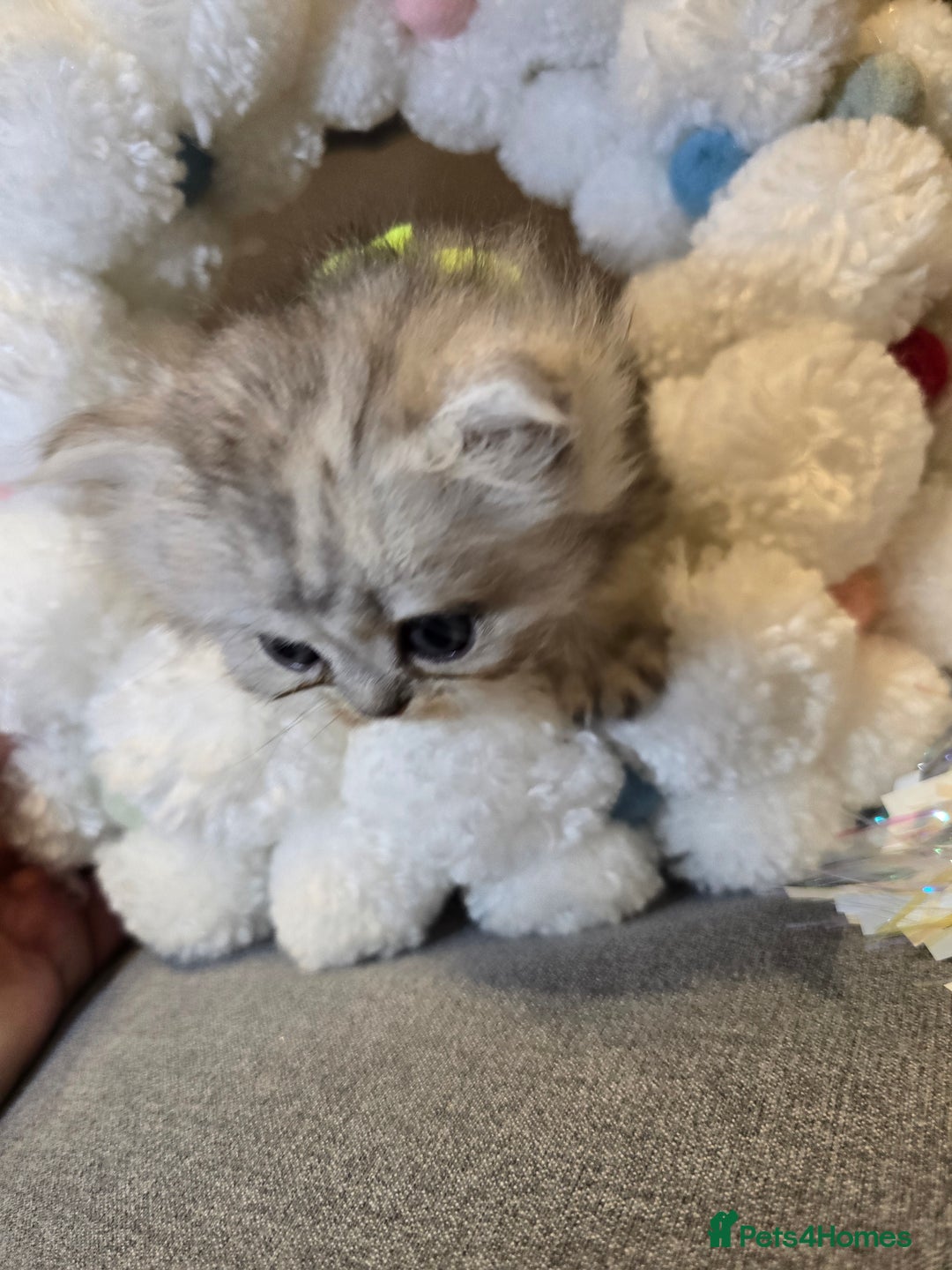 Persian cats for sale: Persian fluffy angels - Advert 33