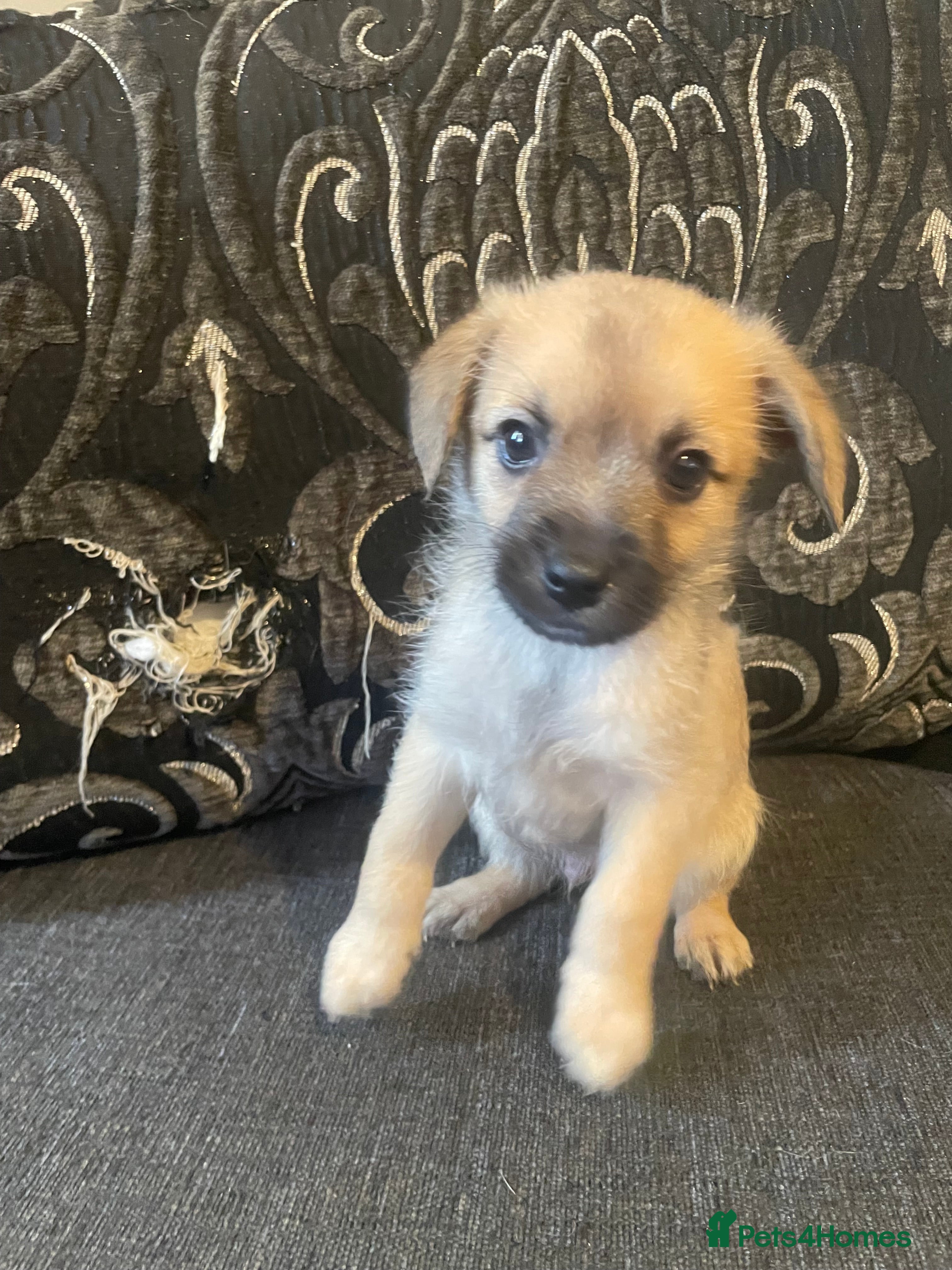 Mixed Breed dogs Pom-a-jacks - Advert 1