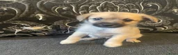 Mixed Breed dogs for sale: Pom-a-jacks - Advert 1
