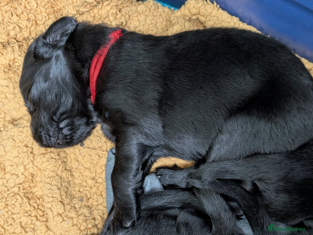 Flat coated Retriever dogs for sale: KC Flat Coated Retriever Puppies - Image 17