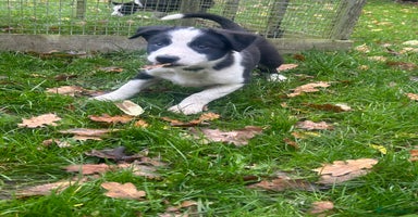 Mixed Breed dogs - Advert 6