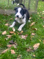 Mixed Breed dogs - Advert 8