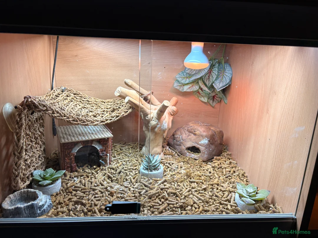 Leopard Gecko reptiles for sale: Male leopard gecko  - Advert 10