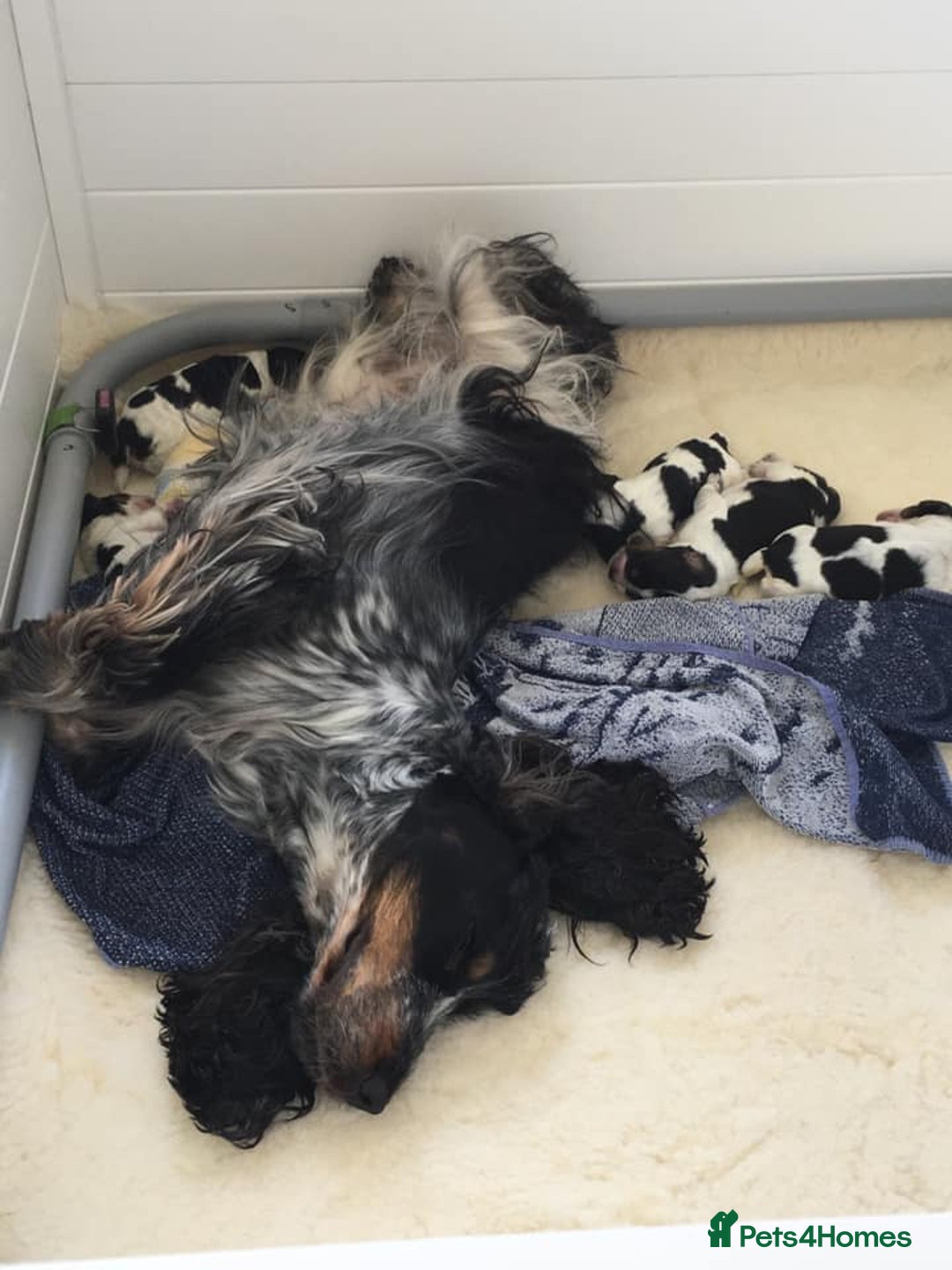 Cocker Spaniel dogs for sale: English Cocker Spaniels Available - Advert 3