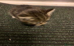 Mixed Breed cats for sale: Small adorable kittens for sale  - Image 3
