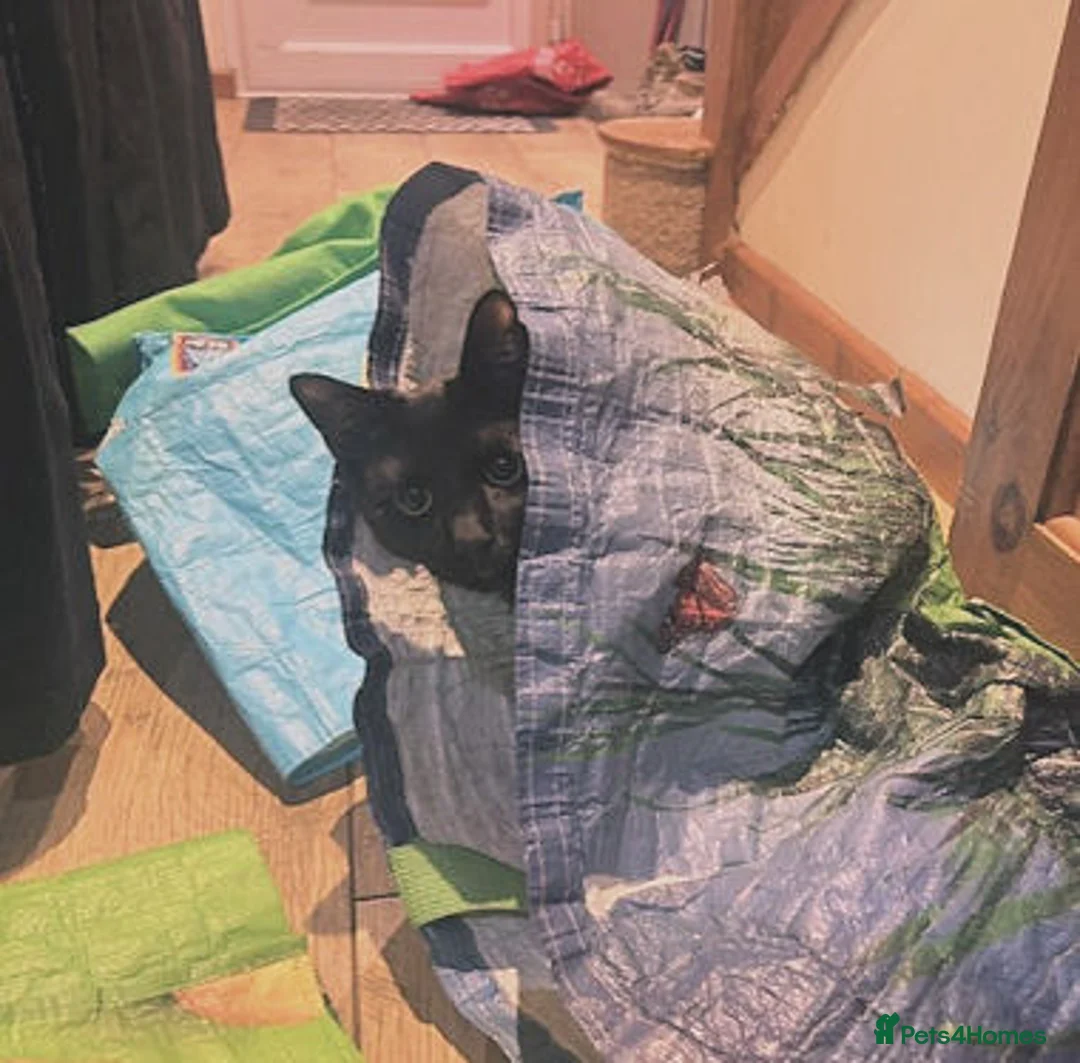 Mixed Breed cats for adoption: BUDDY - Advert 10