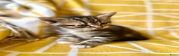 Mixed Breed cats for sale: Beautiful, Friendly Mixed Breed Tabby & White in Dartmouth - Advert 8