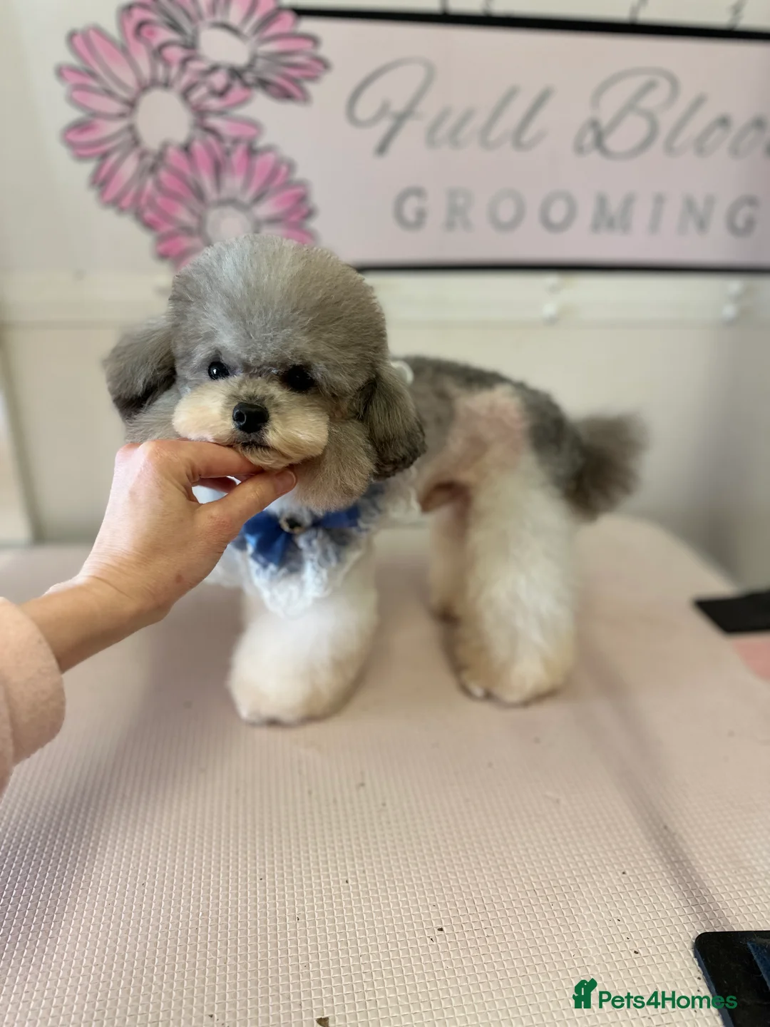 Toy Poodle dogs for stud: 7.5inch Toy HEALTH TESTED ASIAN IMPORT in Guildford - Advert 4