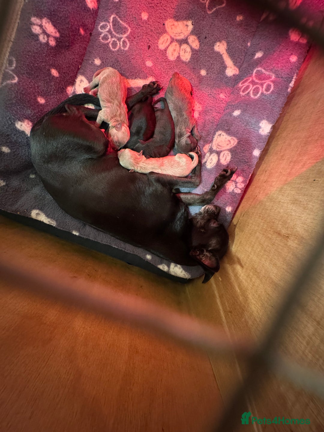 Chihuahua dogs for sale: KC Reg short-hair Chihuahua apple-headed puppies - Advert 24