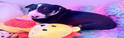 English Bull Terrier dogs for sale: Loving Family raised English Bull Terriers pups in Telford - Advert 5