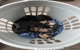 Mixed Breed dogs for sale: Beauceron/Doberman Pups - Image 3