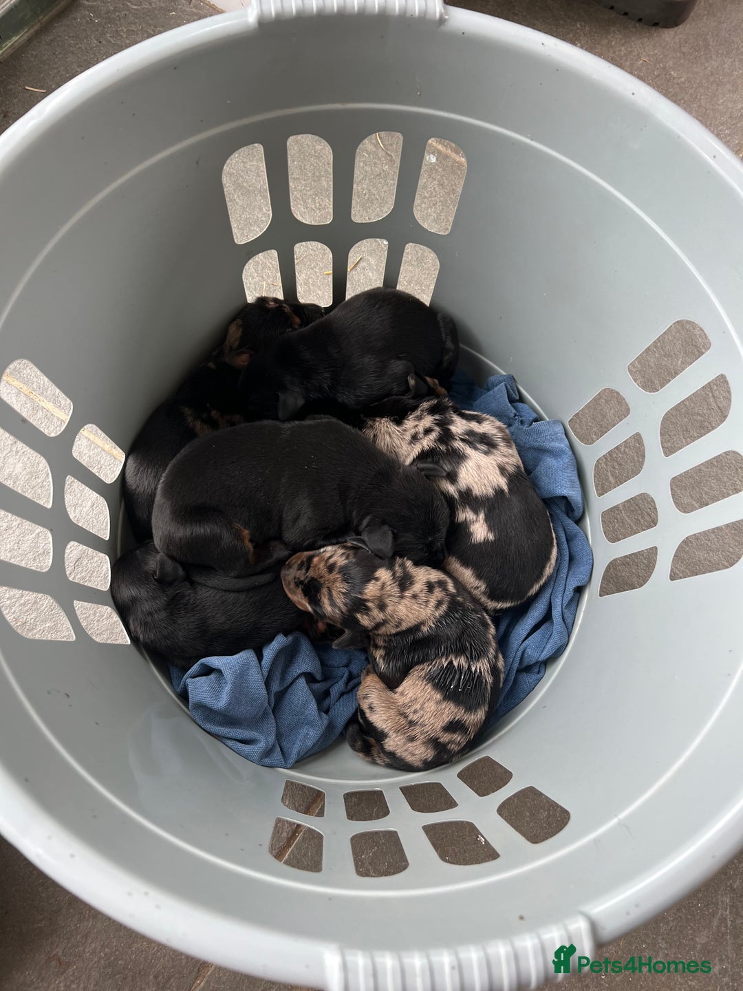 Mixed Breed dogs for sale: Beauceron/Doberman Pups - Image 3