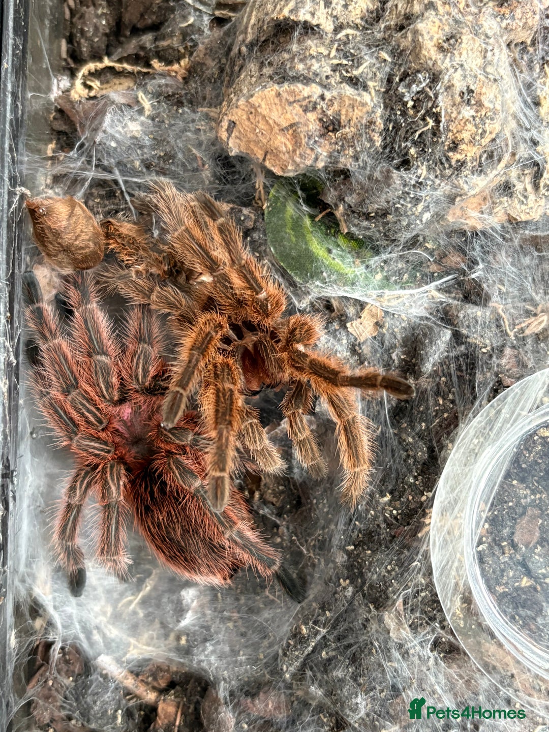 Tarantulas invertebrates for sale: Female Chile Rose 🌹  - Image 5