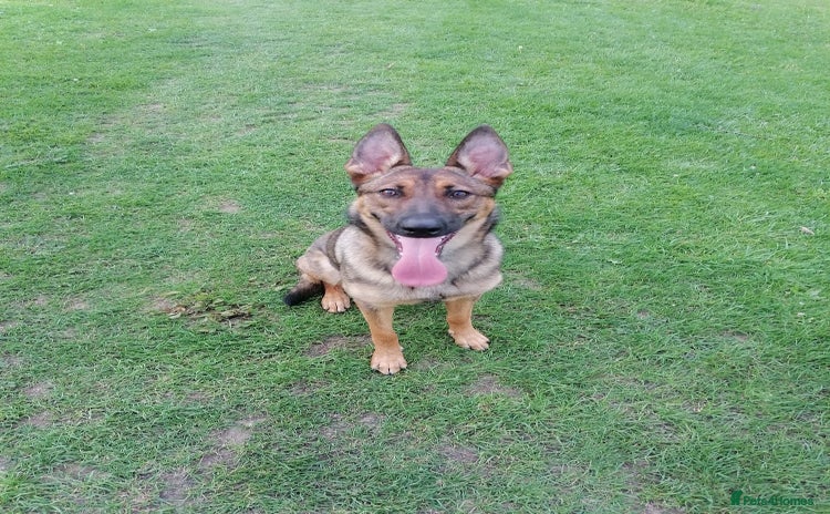 Mixed Breed dogs - Advert 7