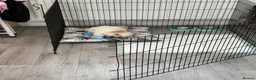 Poochon dogs for sale: 9 week old beautiful Poochon  - Advert 4
