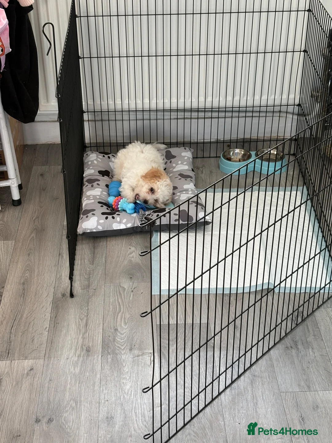 Poochon dogs for sale: 9 week old beautiful Poochon  - Advert 4