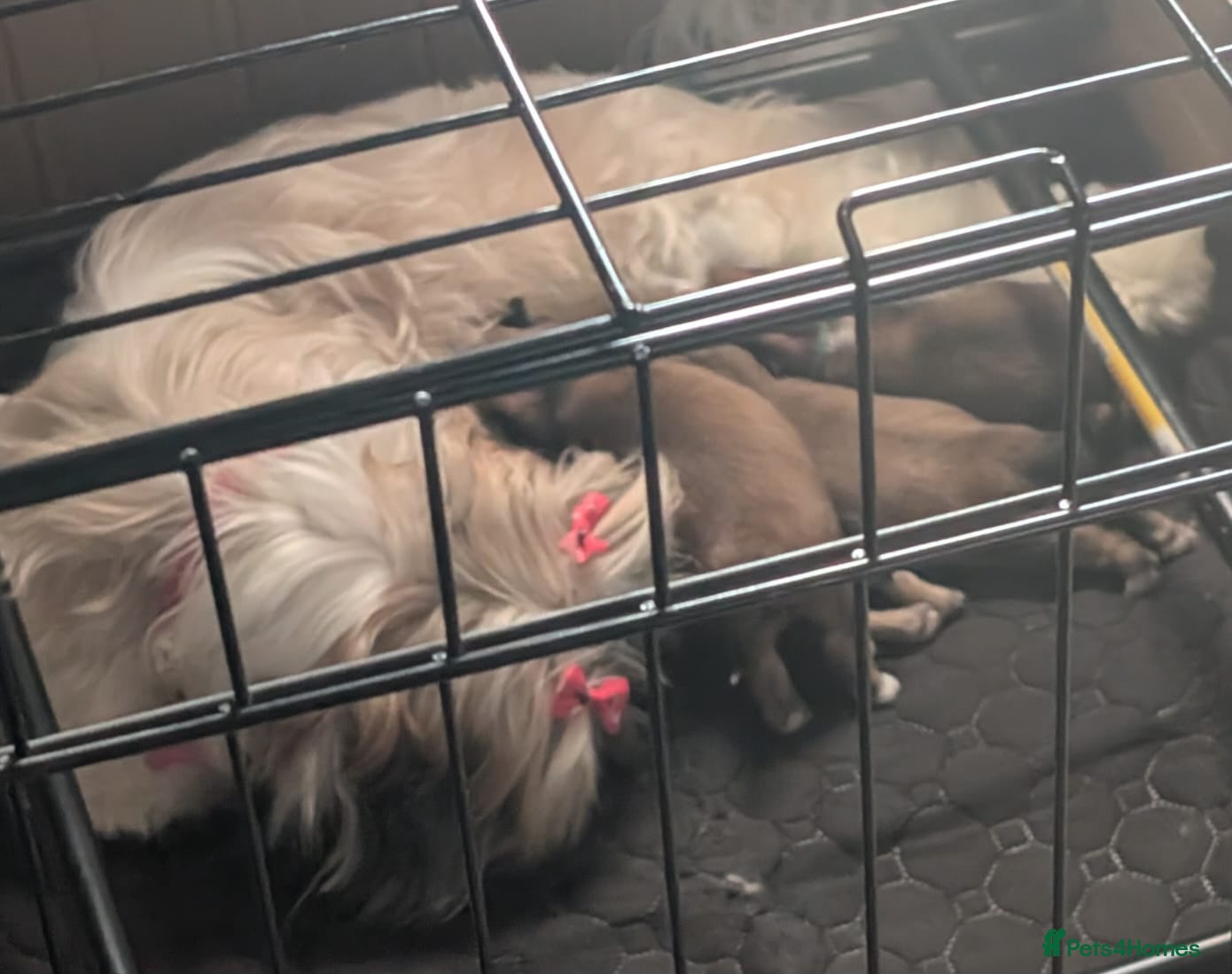 Lhasa Apso dogs Beautiful Boy Lhasa apsos for sale. - Advert 3