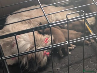 Lhasa Apso dogs Beautiful Boy Lhasa apsos for sale. - Advert 2