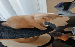 British Shorthair cats for sale: ONLY 2 MALE AVAILABLE.British shorthair  - Image 12