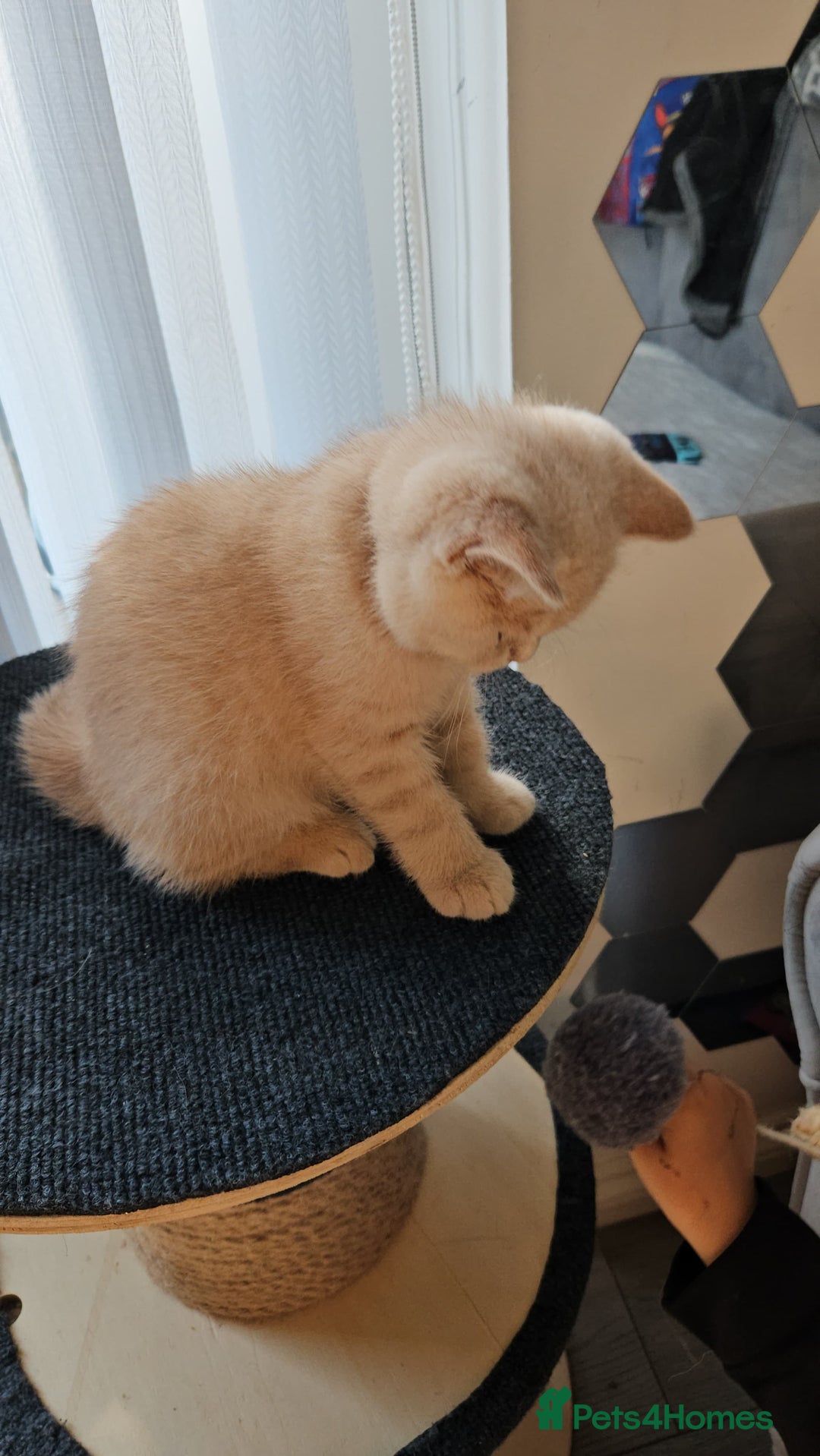 British Shorthair cats for sale: ONLY 2 MALE AVAILABLE.British shorthair  - Image 12