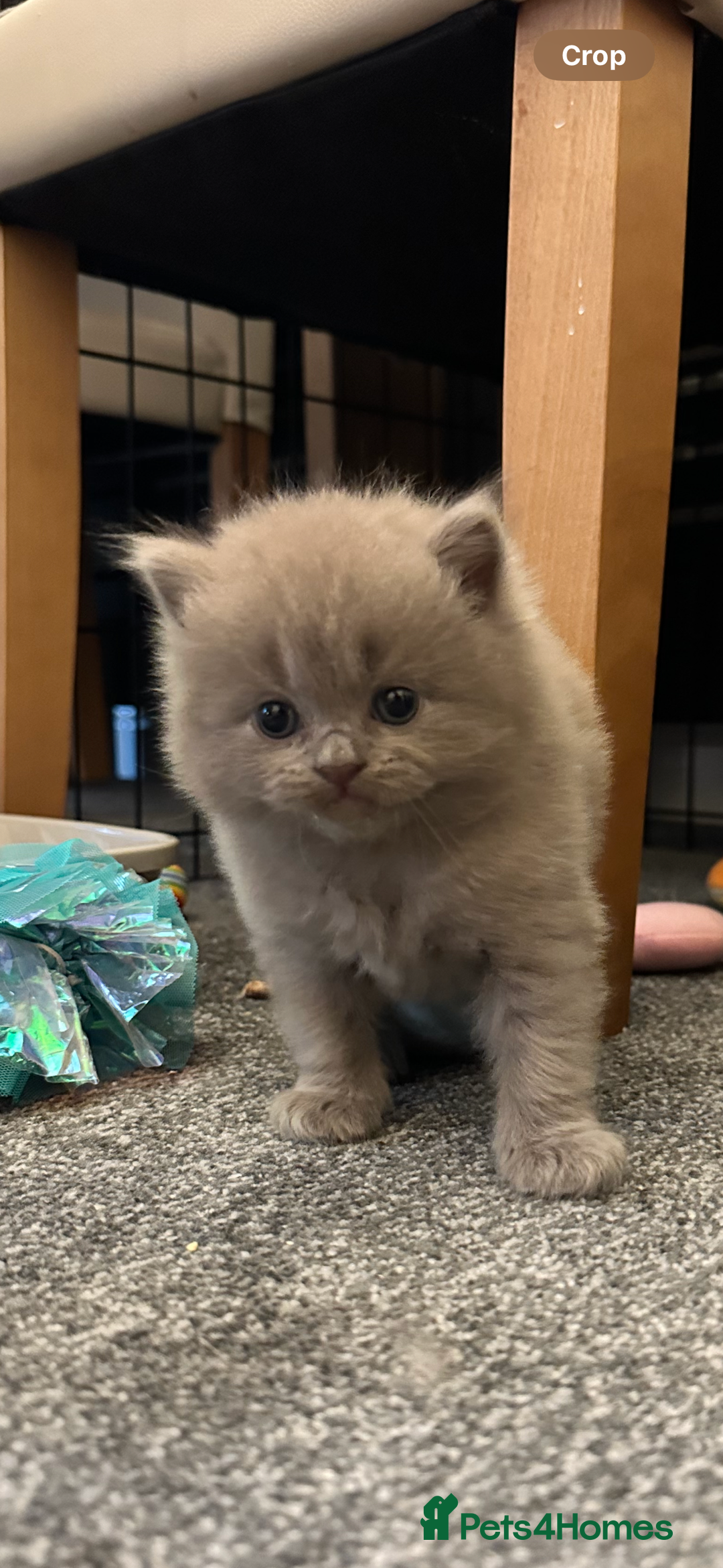 British Longhair cats for sale: 💜🩵 BRITISH LONG HAIR KITTENS 🩵💜 - Image 2