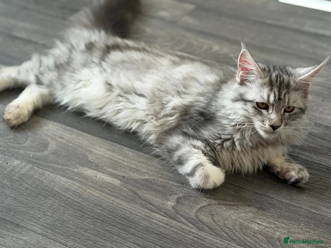 Maine Coon cats for sale: Maincoone silver tabby female - Advert 2