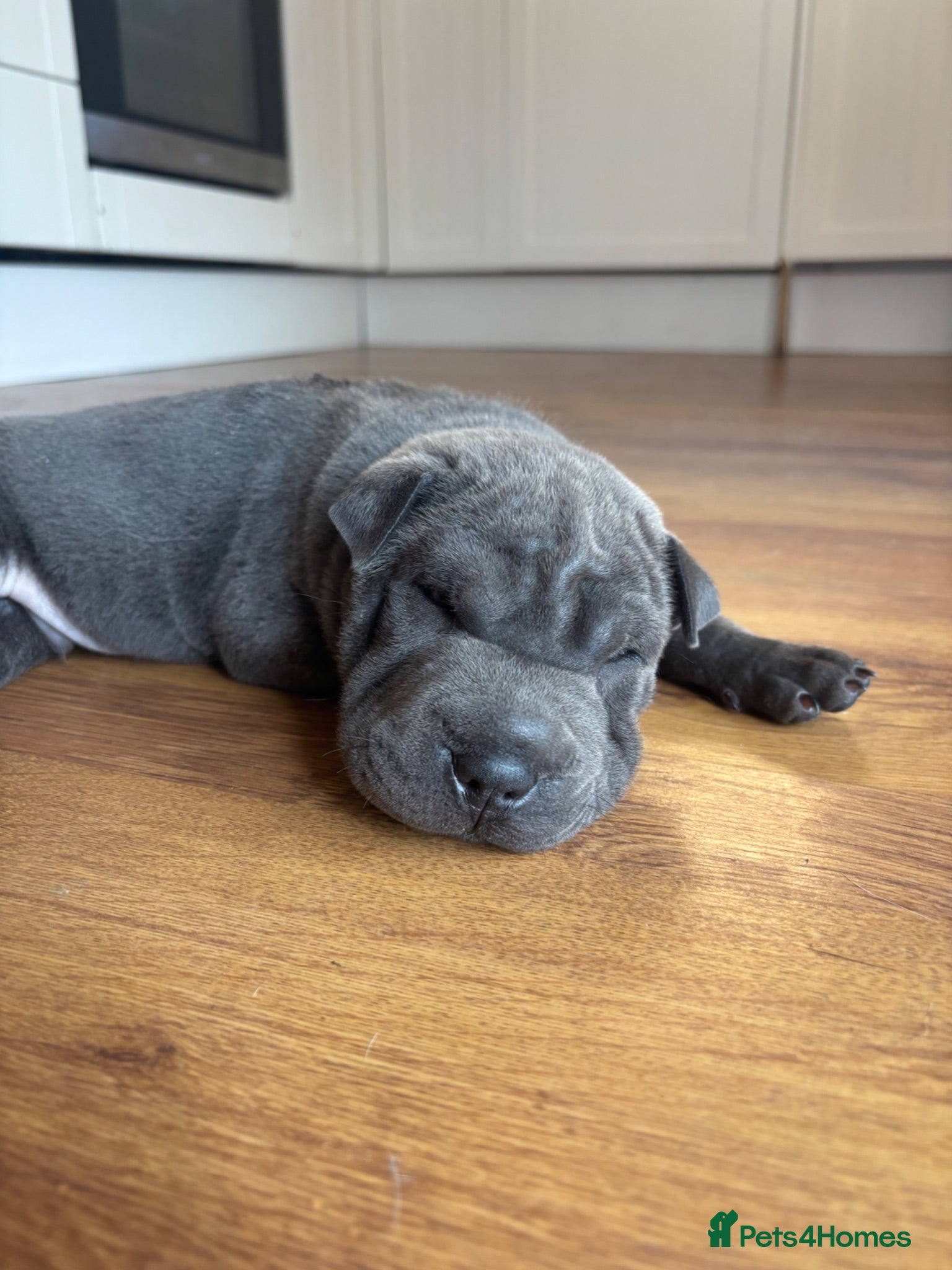 Shar Pei dogs Sharpei Pups - open to offers - Advert 1