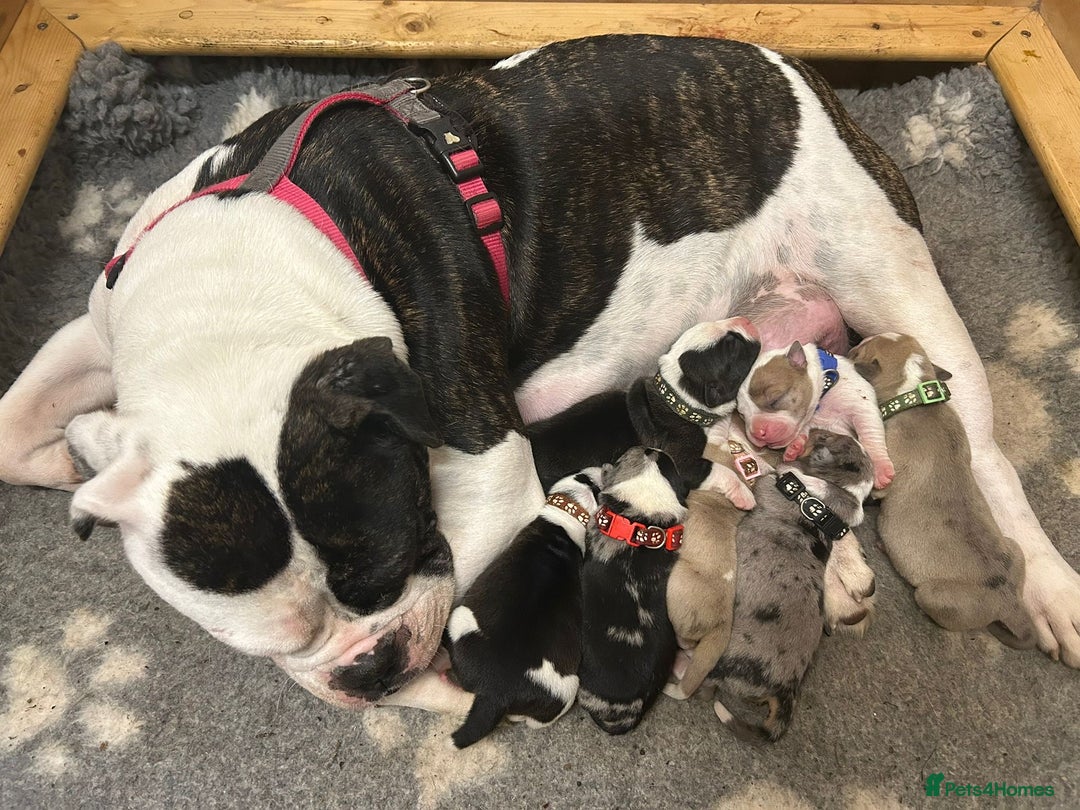 Mixed Breed dogs for sale: Old tyme bulldog x american bulldog puppies - Advert 2