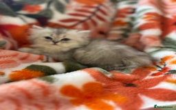 Scottish Fold cats for sale: Now Taking Reservations Scottish Straight  - Image 17