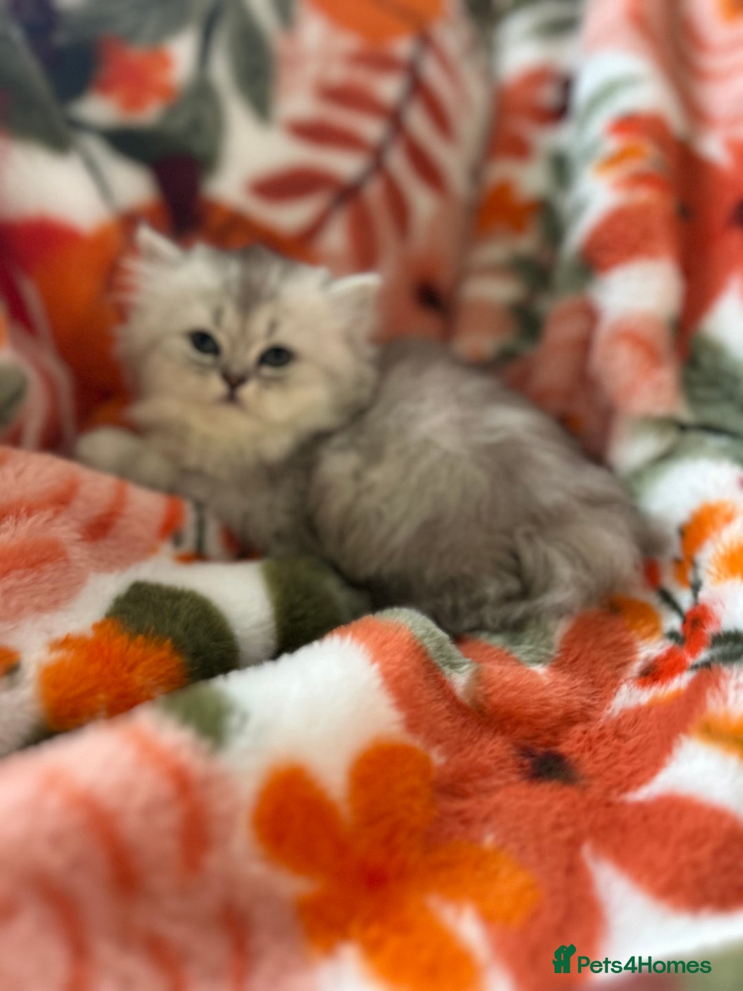 Scottish Fold cats for sale: Now Taking Reservations Scottish Straight  - Image 17