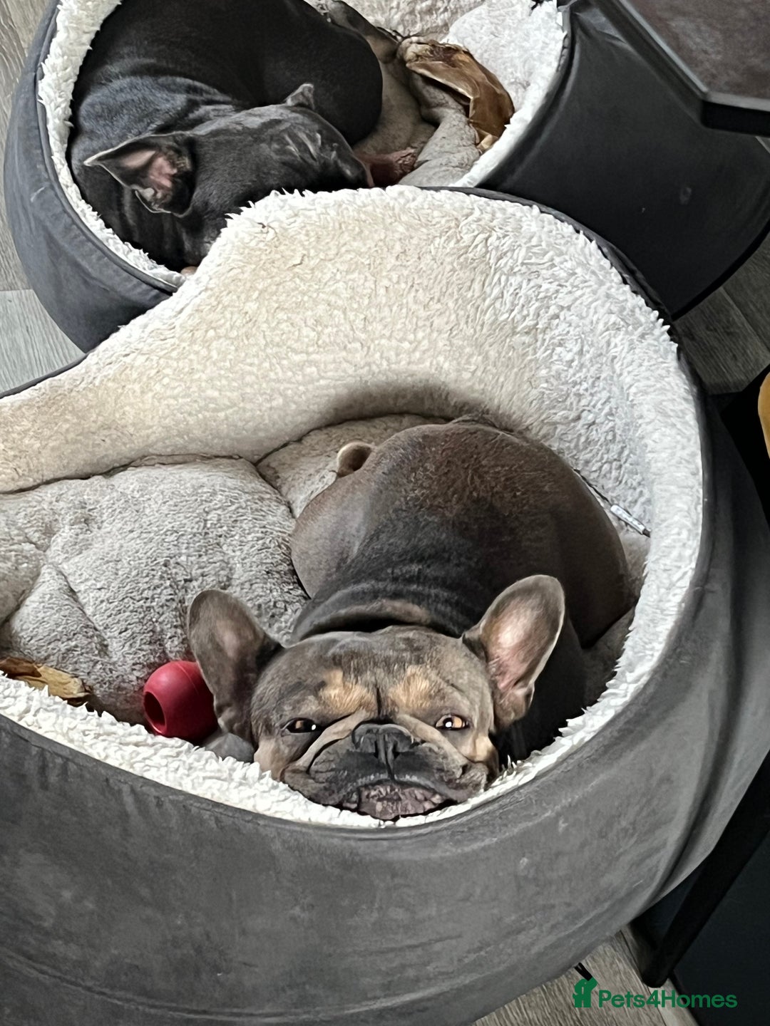 French Bulldog dogs for sale: Beautiful Luna needs a new home - Image 5