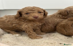 Toy Poodle dogs for sale: Tiny toy poodle boys  - Advert 11