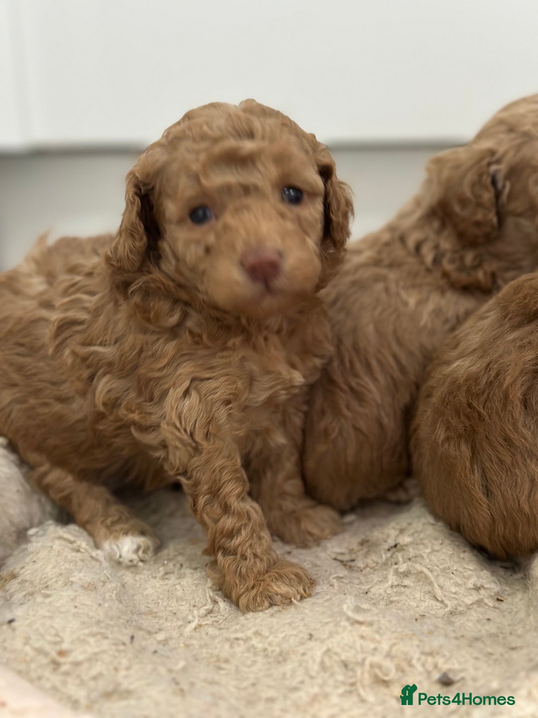 Toy Poodle dogs for sale: Tiny toy poodle boys  - Advert 11